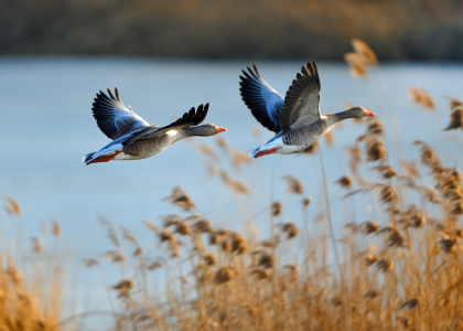 Проморозсилки. 7 типових