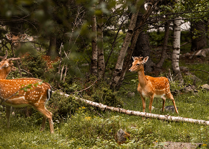 Як користуватися
