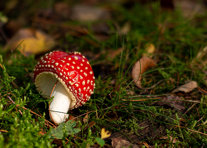 Платне просування у