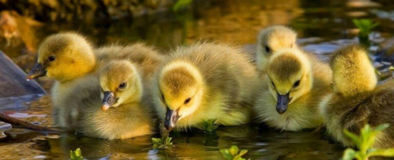 Фіди в Google Merchant Center и Facebook