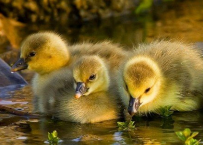 Фіди в Google Merchant Center и Facebook