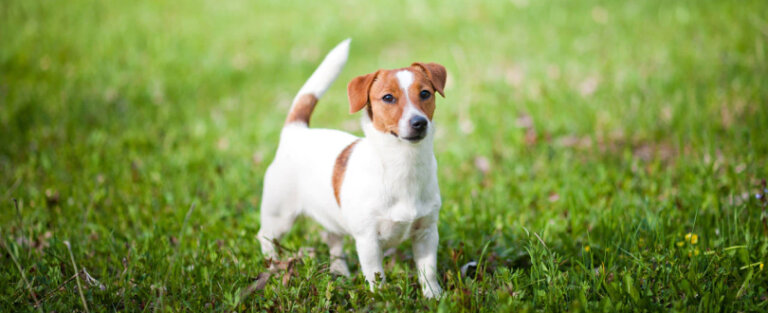 Покращення ROAS реклами у