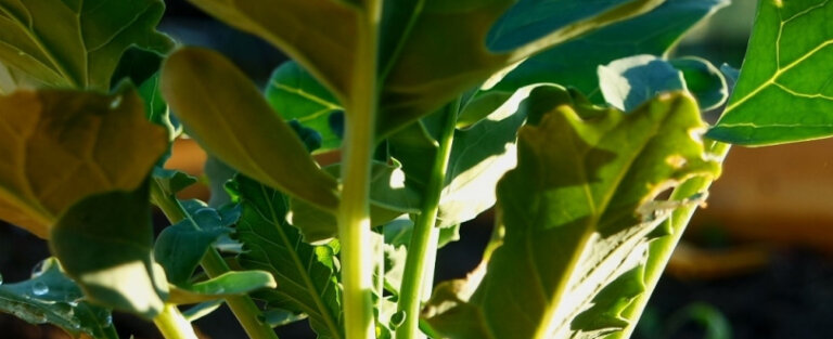 Google Trends інструкція з