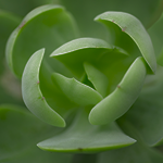 квадрат алоедетокс